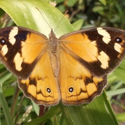 Heteronympha merope at Herne Hill, VIC - 30 Mar 2023 by WendyEM