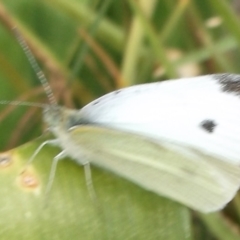 Pieris rapae (Cabbage White) at Herne Hill, VIC - 31 Mar 2023 by WendyEM