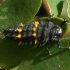 Harmonia conformis (Common Spotted Ladybird) at Herne Hill, VIC - 31 Mar 2023 by WendyEM