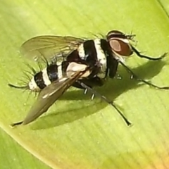 Trigonospila sp. (genus) (A Bristle Fly) at Herne Hill, VIC - 31 Mar 2023 by WendyEM