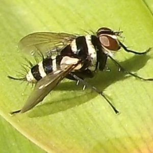 Trigonospila sp. (genus) at Herne Hill, VIC - 31 Mar 2023