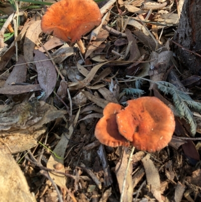 Leratiomcyes ceres (Red Woodchip Fungus) at Hackett, ACT - 15 May 2024 by waltraud