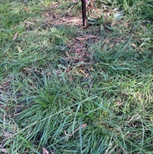 Nassella neesiana (Chilean Needlegrass) at Hackett, ACT by waltraud