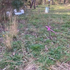 Nassella neesiana at Mount Majura - 15 May 2024