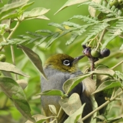 Zosterops lateralis (Silvereye) at Sutton Street Crown Reserve Berrima - 1 May 2024 by GlossyGal