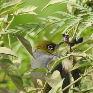 Zosterops lateralis (Silvereye) at Wingecarribee Local Government Area by GlossyGal