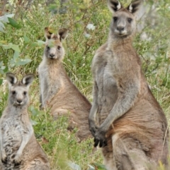Macropus giganteus (Eastern Grey Kangaroo) at Berrima - 1 May 2024 by GlossyGal