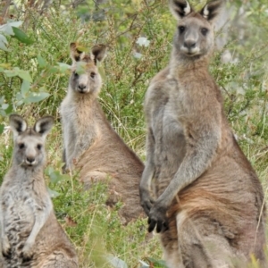 Macropus giganteus at Sutton Street Crown Reserve Berrima - 1 May 2024 11:16 AM