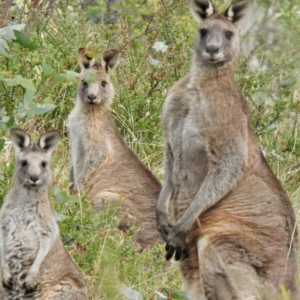 Macropus giganteus at Sutton Street Crown Reserve Berrima - 1 May 2024