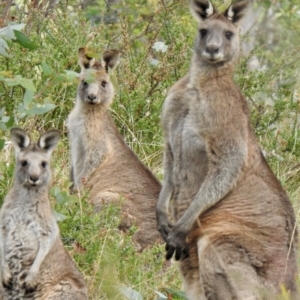 Macropus giganteus at suppressed by GlossyGal