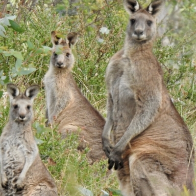 Macropus giganteus at Wingecarribee Local Government Area - 1 May 2024 by GlossyGal