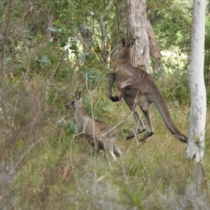 Macropus giganteus at Sutton Street Crown Reserve Berrima - 1 May 2024