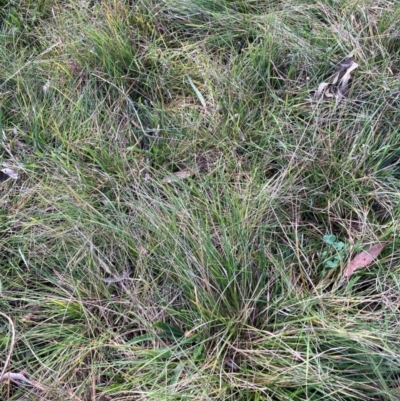 Nassella neesiana (Chilean Needlegrass) at Hackett, ACT - 15 May 2024 by waltraud