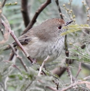 Acanthiza pusilla (Brown Thornbill) at Sutton Street Crown Reserve Berrima by GlossyGal
