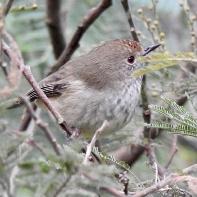 Acanthiza pusilla (Brown Thornbill) at Berrima, NSW - 1 May 2024 by GlossyGal