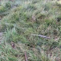 Nassella neesiana (Chilean Needlegrass) at Mount Majura - 15 May 2024 by waltraud