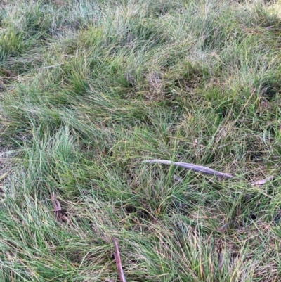 Nassella neesiana (Chilean Needlegrass) at Mount Majura - 15 May 2024 by waltraud