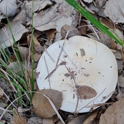 Unidentified Cap on a stem; gills below cap [mushrooms or mushroom-like] at Yarralumla, ACT - 17 May 2024 by Mike