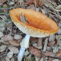 Unidentified Cap on a stem; gills below cap [mushrooms or mushroom-like] at Yarralumla, ACT - 17 May 2024 by Mike