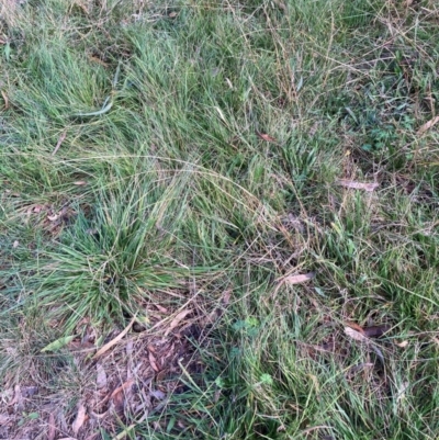 Nassella neesiana (Chilean Needlegrass) at Mount Majura - 15 May 2024 by waltraud