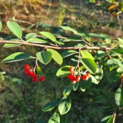Cotoneaster glaucophyllus (Cotoneaster) at Yarralumla, ACT - 17 May 2024 by Mike