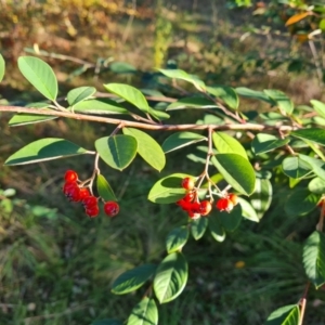 Cotoneaster glaucophyllus (Cotoneaster) at Lake Burley Griffin West by Mike