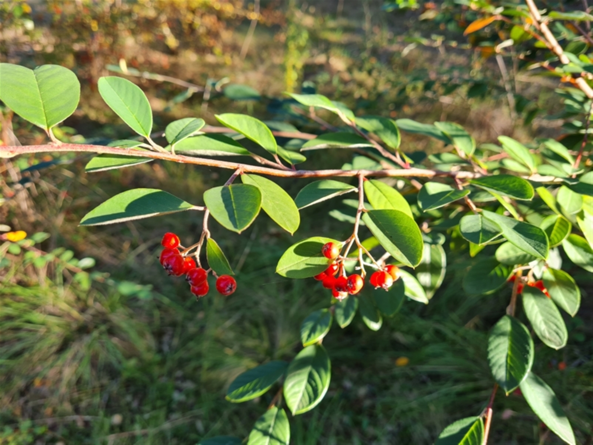 Cotoneaster glaucophyllus at Lake Burley Griffin West - Canberra ...