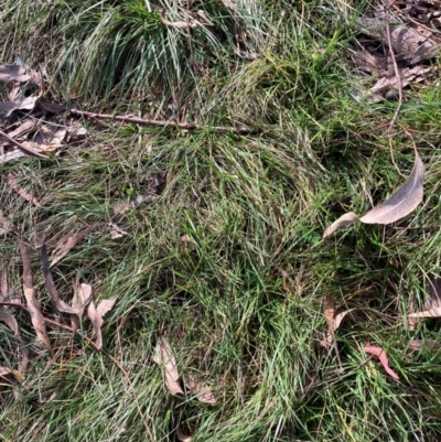 Nassella neesiana (Chilean Needlegrass) at Hackett, ACT - 15 May 2024 by waltraud