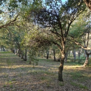 Quercus suber at Lake Burley Griffin West - 17 May 2024