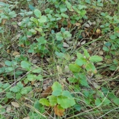 Quercus suber at Lake Burley Griffin West - 17 May 2024