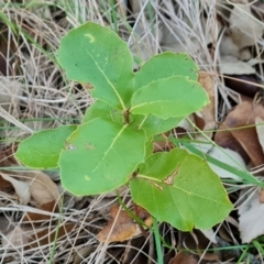 Quercus suber at Lake Burley Griffin West - 17 May 2024