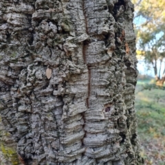 Quercus suber at Lake Burley Griffin West - 17 May 2024 03:07 PM