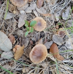 Unidentified Cap on a stem; gills below cap [mushrooms or mushroom-like] at Yarralumla, ACT - 17 May 2024 by Mike