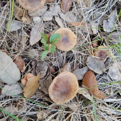 Unidentified Cap on a stem; gills below cap [mushrooms or mushroom-like] at Lake Burley Griffin West - 17 May 2024 by Mike