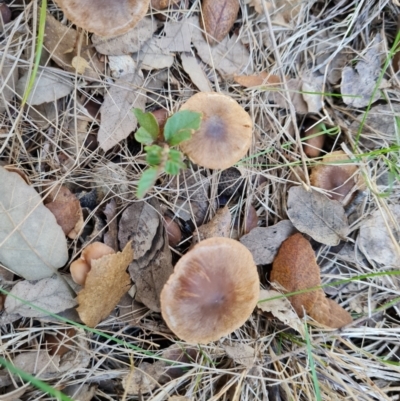 Unverified Cap on a stem; gills below cap [mushrooms or mushroom-like] at Lake Burley Griffin West - 17 May 2024 by Mike
