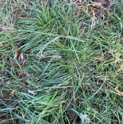 Nassella neesiana (Chilean Needlegrass) at Hackett, ACT - 15 May 2024 by waltraud