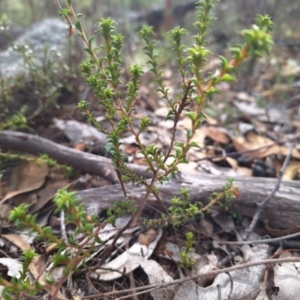 Pultenaea procumbens at Birrigai - 17 May 2024 04:02 PM