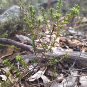 Pultenaea procumbens (Bush Pea) at Birrigai by jac