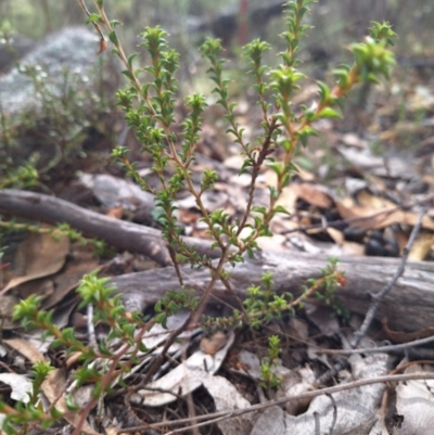 Pultenaea procumbens (Bush Pea) at Kambah, ACT - 17 May 2024 by jac