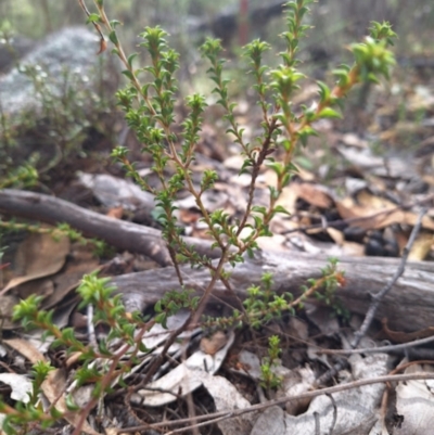 Pultenaea procumbens at Kambah, ACT - 17 May 2024 by jac