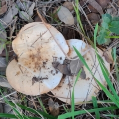 Unverified Cap on a stem; gills below cap [mushrooms or mushroom-like] at Lake Burley Griffin West - 17 May 2024 by Mike
