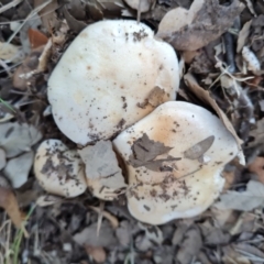 Unverified Cap on a stem; gills below cap [mushrooms or mushroom-like] at Lake Burley Griffin West - 17 May 2024 by Mike