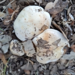 Unidentified Cap on a stem; gills below cap [mushrooms or mushroom-like] at Yarralumla, ACT - 17 May 2024 by Mike