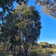 Eucalyptus globulus subsp. bicostata (Southern Blue Gum, Eurabbie) at Yarralumla, ACT - 17 May 2024 by Mike