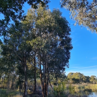 Eucalyptus globulus subsp. bicostata (Southern Blue Gum, Eurabbie) at Yarralumla, ACT - 17 May 2024 by Mike