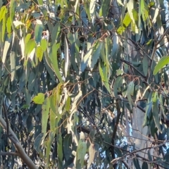 Eucalyptus globulus subsp. bicostata at Lake Burley Griffin West - 17 May 2024 03:23 PM