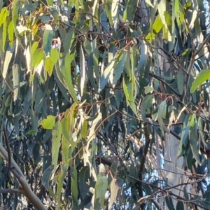 Eucalyptus globulus subsp. bicostata at Lake Burley Griffin West - 17 May 2024