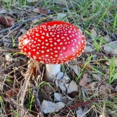Amanita muscaria (Fly Agaric) at Lake Burley Griffin West - 17 May 2024 by Mike