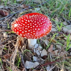 Amanita muscaria at Lake Burley Griffin West - 17 May 2024