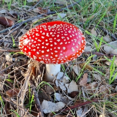 Amanita muscaria at Lake Burley Griffin West - 17 May 2024 by Mike